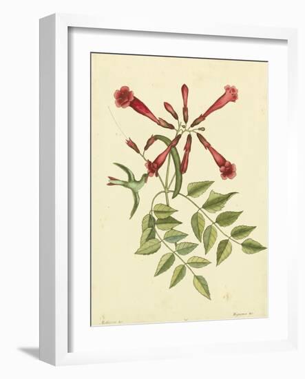 Catesby Bird and Botanical VI-Mark Catesby-Framed Art Print