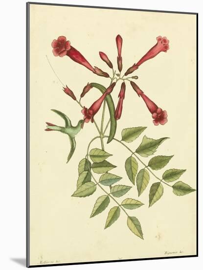 Catesby Bird and Botanical VI-Mark Catesby-Mounted Art Print