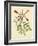 Catesby Bird and Botanical VI-Mark Catesby-Framed Art Print