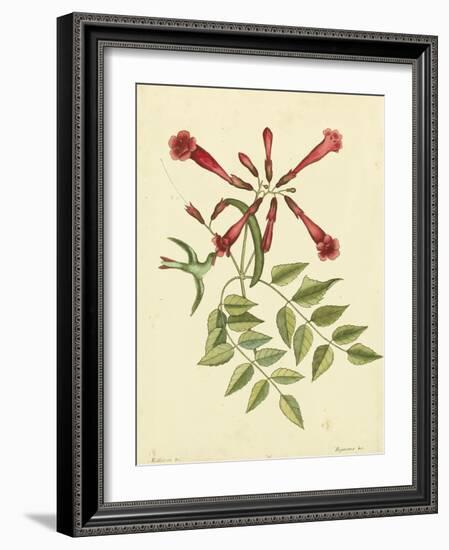 Catesby Bird and Botanical VI-Mark Catesby-Framed Art Print