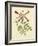 Catesby Bird and Botanical VI-Mark Catesby-Framed Art Print