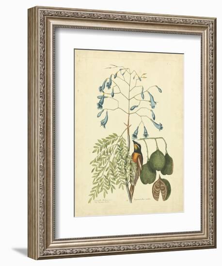 Catesby Bird & Botanical II-Mark Catesby-Framed Art Print