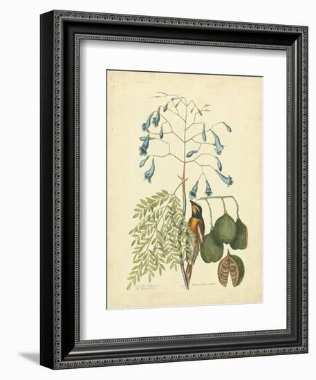 Catesby Bird & Botanical II-Mark Catesby-Framed Art Print