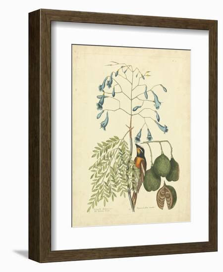 Catesby Bird & Botanical II-Mark Catesby-Framed Premium Giclee Print