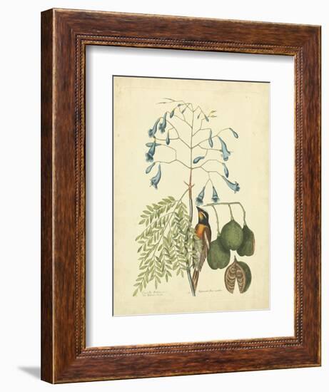 Catesby Bird & Botanical II-Mark Catesby-Framed Premium Giclee Print