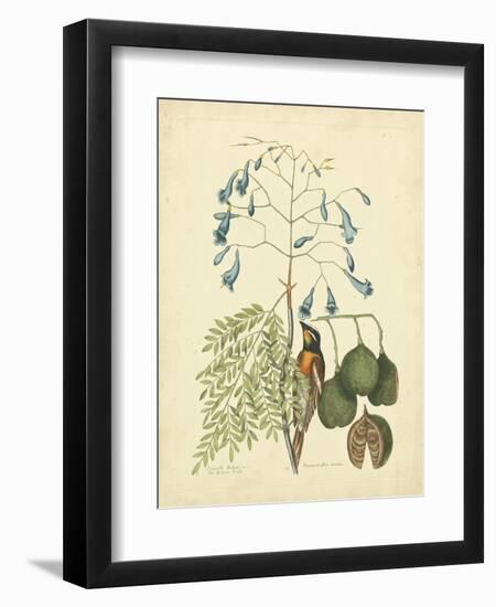 Catesby Bird & Botanical II-Mark Catesby-Framed Premium Giclee Print