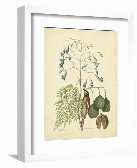 Catesby Bird & Botanical II-Mark Catesby-Framed Premium Giclee Print