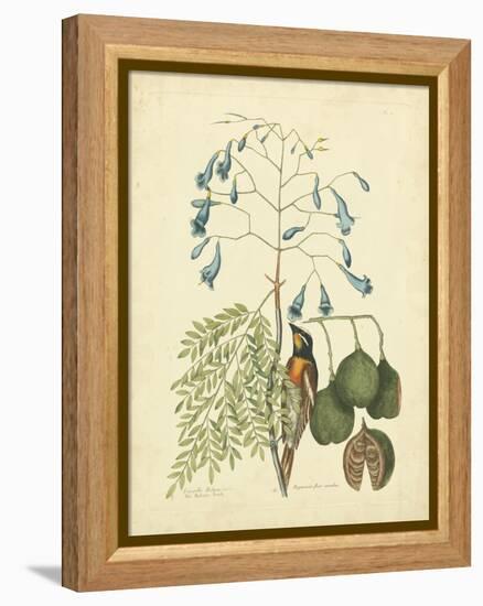 Catesby Bird & Botanical II-Mark Catesby-Framed Stretched Canvas