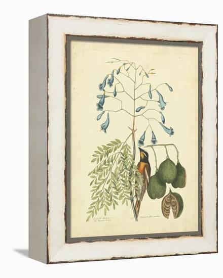 Catesby Bird & Botanical II-Mark Catesby-Framed Stretched Canvas