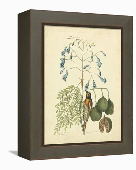 Catesby Bird & Botanical II-Mark Catesby-Framed Stretched Canvas