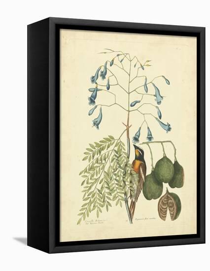 Catesby Bird & Botanical II-Mark Catesby-Framed Stretched Canvas