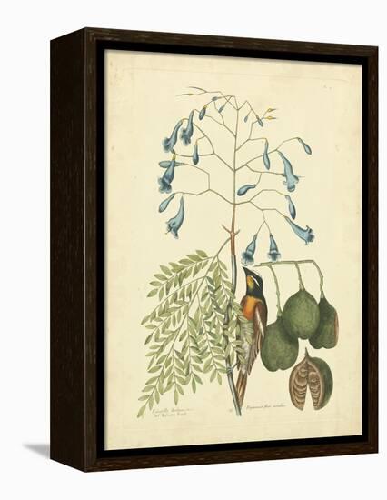 Catesby Bird & Botanical II-Mark Catesby-Framed Stretched Canvas