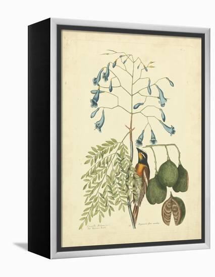 Catesby Bird & Botanical II-Mark Catesby-Framed Stretched Canvas