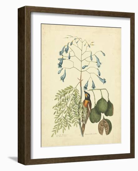 Catesby Bird & Botanical II-Mark Catesby-Framed Art Print