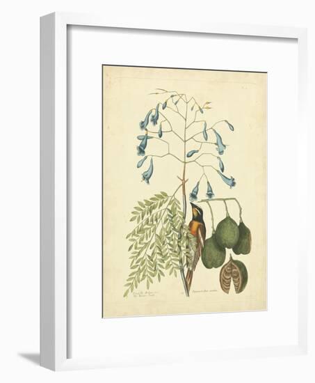 Catesby Bird & Botanical II-Mark Catesby-Framed Art Print