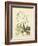 Catesby Bird & Botanical II-Mark Catesby-Framed Art Print