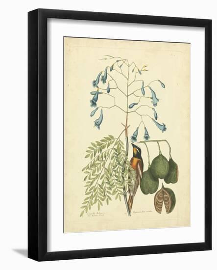 Catesby Bird & Botanical II-Mark Catesby-Framed Art Print