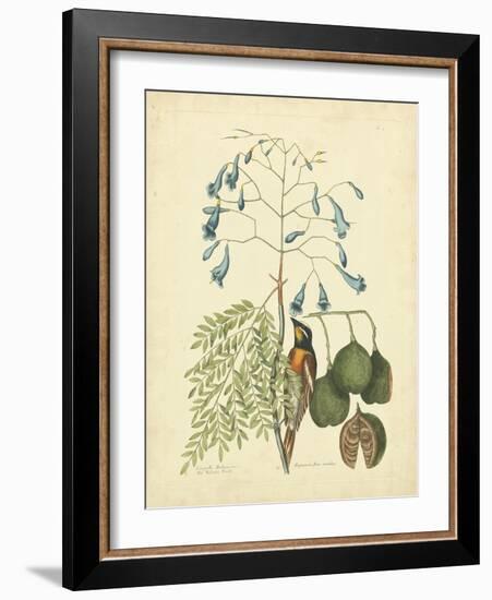 Catesby Bird & Botanical II-Mark Catesby-Framed Art Print