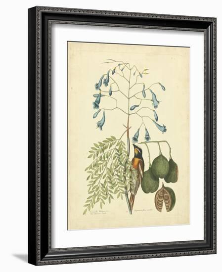 Catesby Bird & Botanical II-Mark Catesby-Framed Art Print