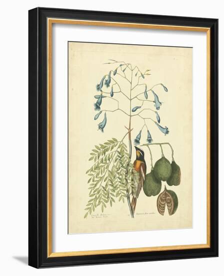 Catesby Bird & Botanical II-Mark Catesby-Framed Art Print