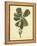 Catesby Bird & Botanical III-Mark Catesby-Framed Stretched Canvas