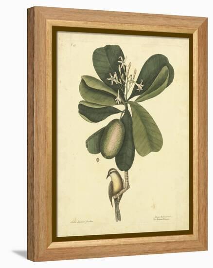 Catesby Bird & Botanical III-Mark Catesby-Framed Stretched Canvas