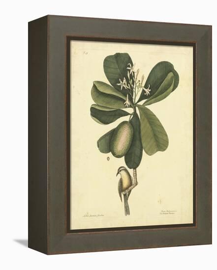 Catesby Bird & Botanical III-Mark Catesby-Framed Stretched Canvas