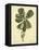 Catesby Bird & Botanical III-Mark Catesby-Framed Stretched Canvas