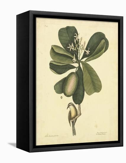 Catesby Bird & Botanical III-Mark Catesby-Framed Stretched Canvas