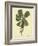 Catesby Bird & Botanical III-Mark Catesby-Framed Art Print