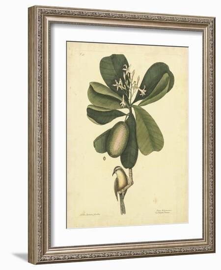 Catesby Bird & Botanical III-Mark Catesby-Framed Art Print