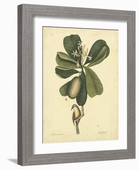 Catesby Bird & Botanical III-Mark Catesby-Framed Art Print