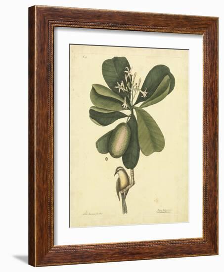 Catesby Bird & Botanical III-Mark Catesby-Framed Art Print