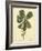 Catesby Bird & Botanical III-Mark Catesby-Framed Art Print