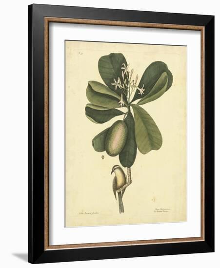 Catesby Bird & Botanical III-Mark Catesby-Framed Art Print