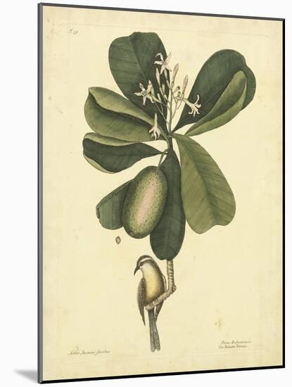 Catesby Bird & Botanical III-Mark Catesby-Mounted Art Print