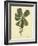 Catesby Bird & Botanical III-Mark Catesby-Framed Art Print