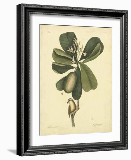 Catesby Bird & Botanical III-Mark Catesby-Framed Art Print