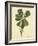 Catesby Bird & Botanical III-Mark Catesby-Framed Art Print