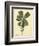 Catesby Bird & Botanical III-Mark Catesby-Framed Premium Giclee Print