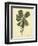 Catesby Bird & Botanical III-Mark Catesby-Framed Premium Giclee Print