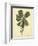 Catesby Bird & Botanical III-Mark Catesby-Framed Premium Giclee Print