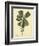 Catesby Bird & Botanical III-Mark Catesby-Framed Premium Giclee Print