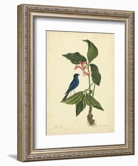 Catesby Bird & Botanical IV-Mark Catesby-Framed Premium Giclee Print