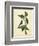 Catesby Bird & Botanical IV-Mark Catesby-Framed Premium Giclee Print