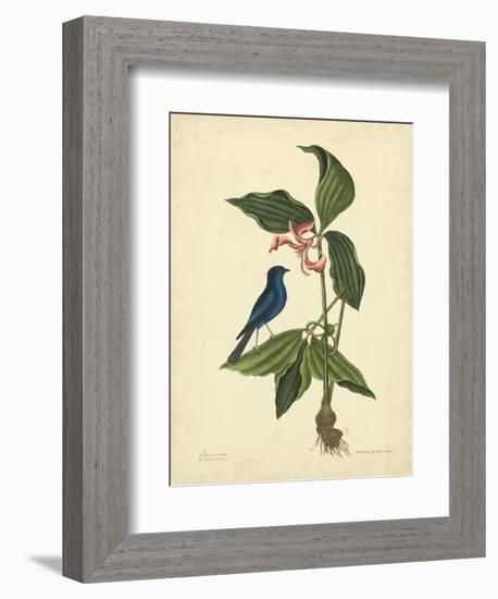 Catesby Bird & Botanical IV-Mark Catesby-Framed Premium Giclee Print