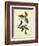 Catesby Bird & Botanical IV-Mark Catesby-Framed Premium Giclee Print