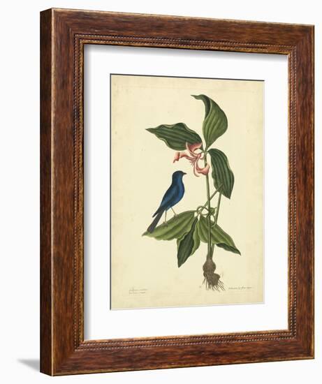 Catesby Bird & Botanical IV-Mark Catesby-Framed Premium Giclee Print