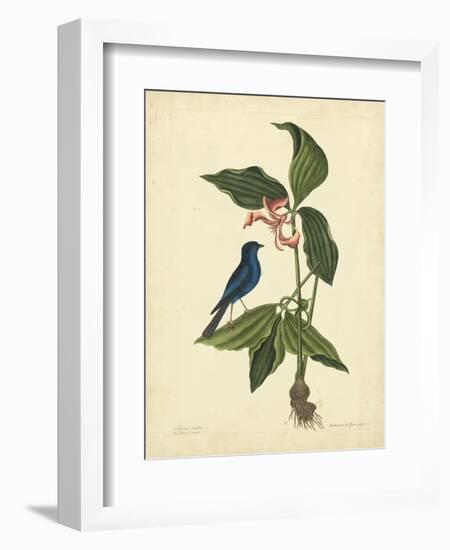 Catesby Bird & Botanical IV-Mark Catesby-Framed Premium Giclee Print