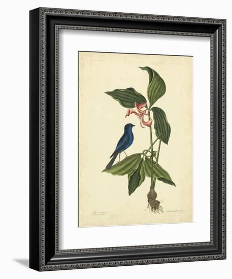 Catesby Bird & Botanical IV-Mark Catesby-Framed Premium Giclee Print